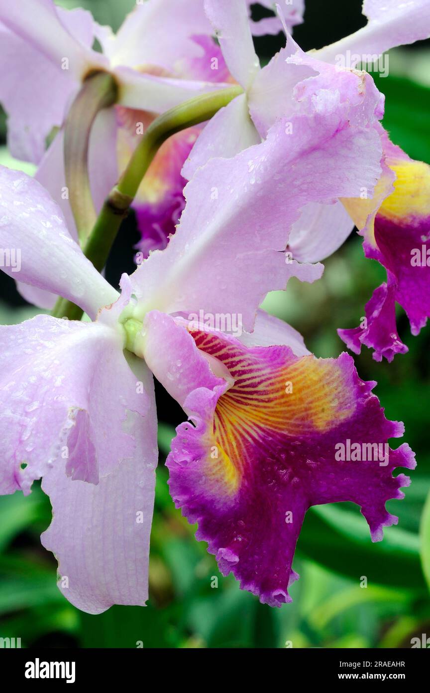 Orchid (Laeliocattleya) Stock Photo