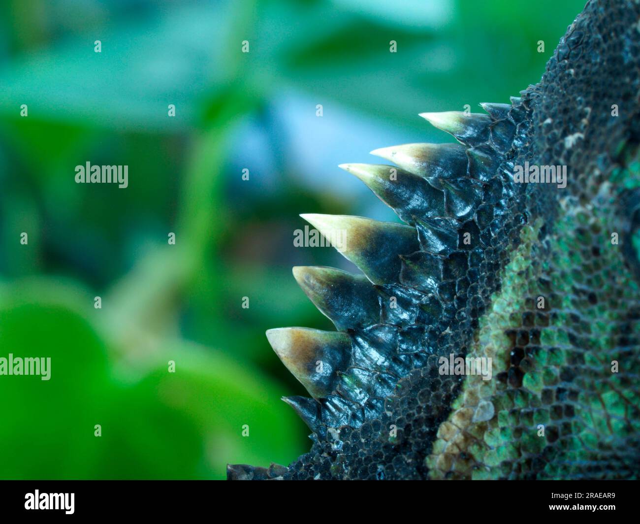 Indo Chinese spiny lizard (Acanthosaura capra) Stock Photo