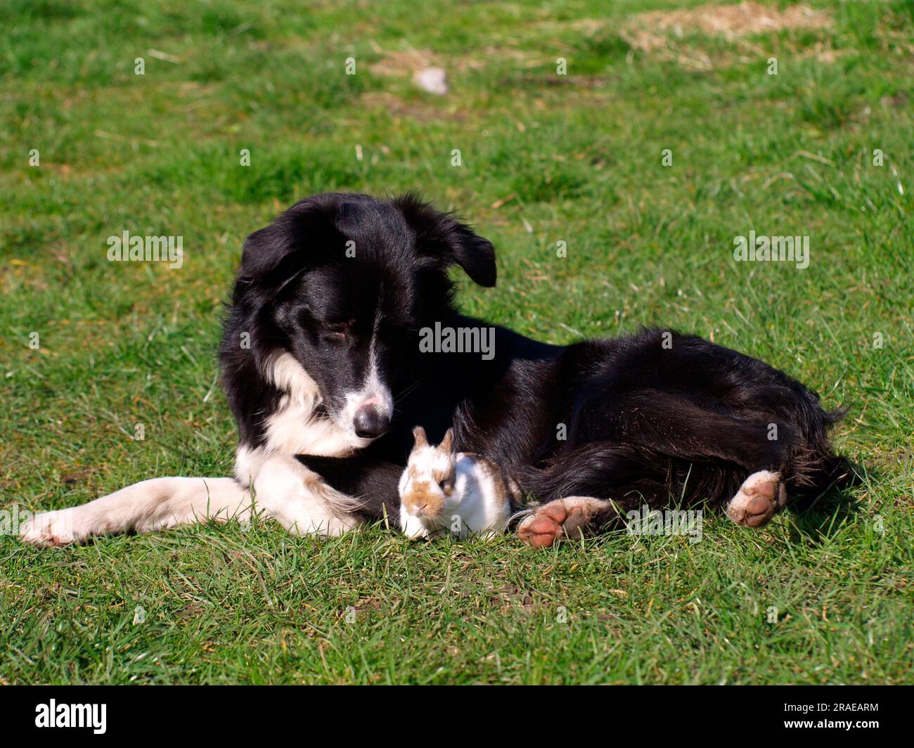 Border collie with dwarf rabbit, kitten, domestic rabbit Stock Photo