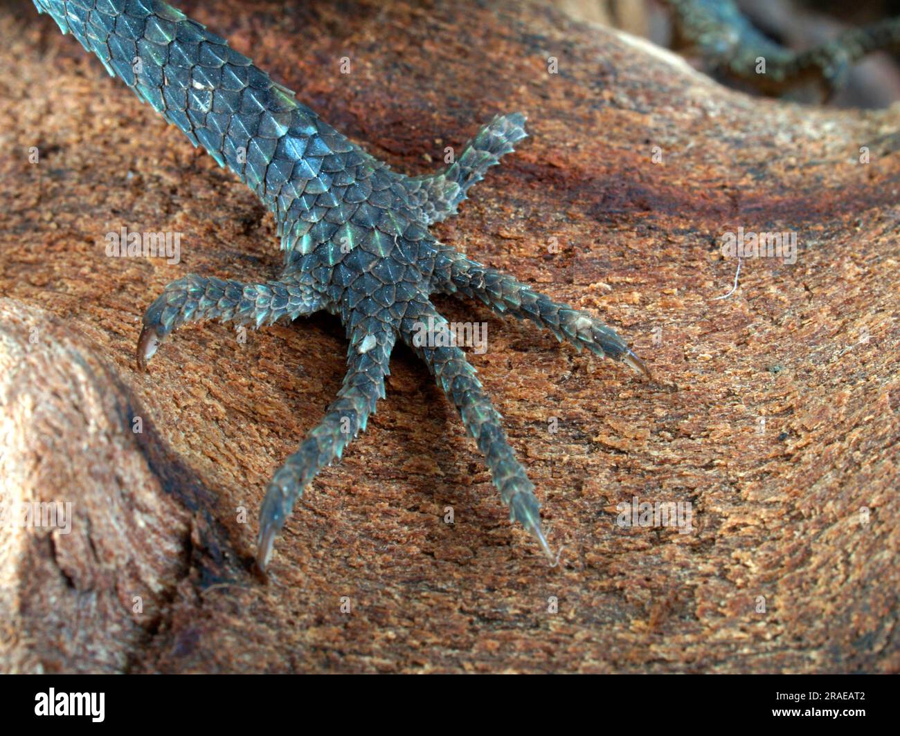 Indo Chinese spiny lizard (Acanthosaura capra), foot Stock Photo