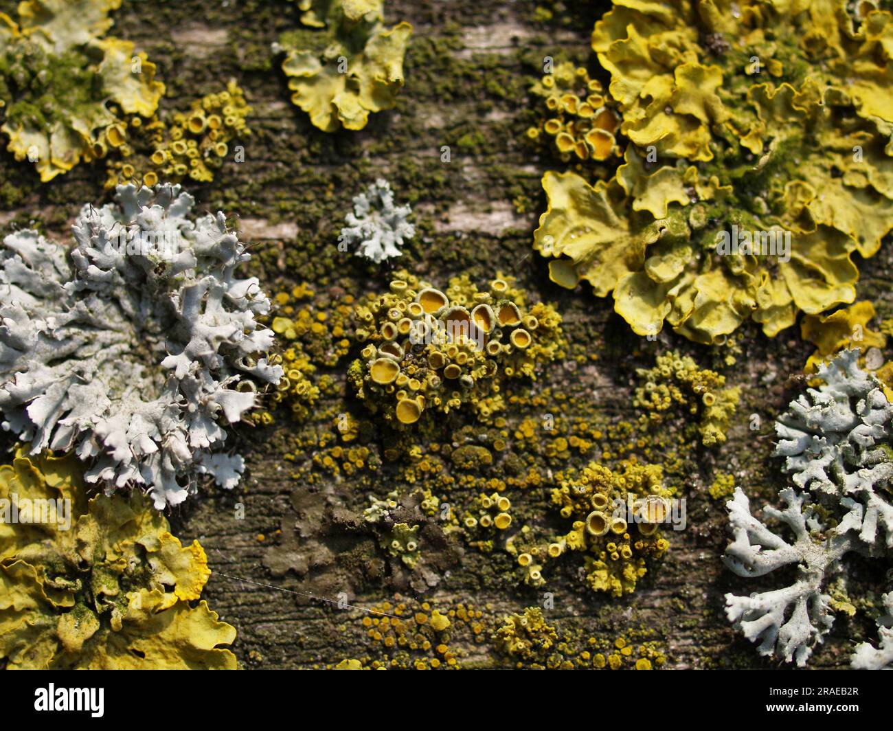 Bladder lichen, key lichen and yellow wall lichen (Hypogymnia physodes) common orange lichen (Xanthoria parietina), key lichen Stock Photo