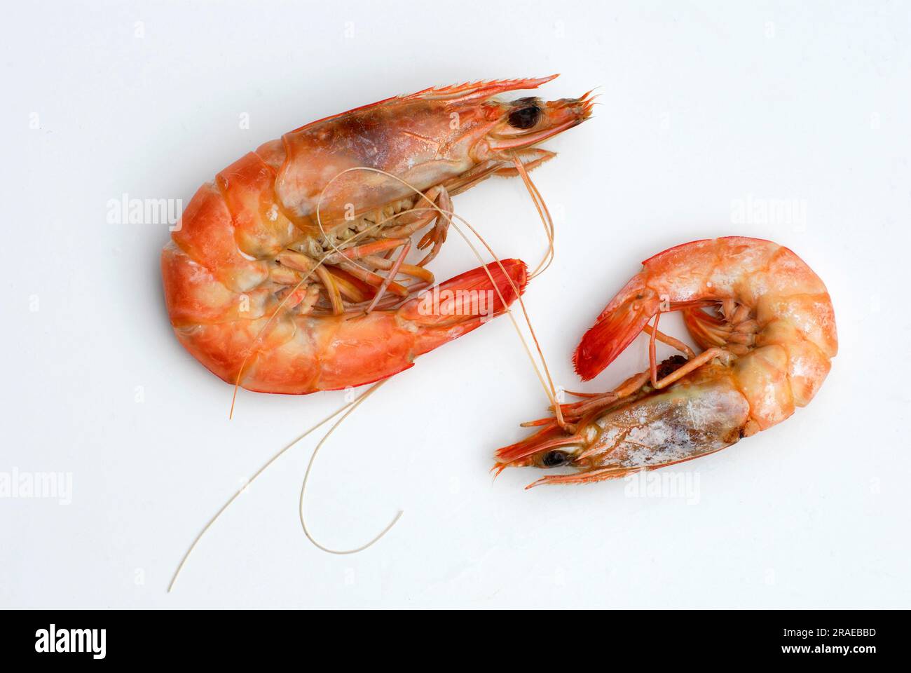 Australian flagellate shrimp (Penaeus plebejus), Australian prawn Stock Photo Alamy