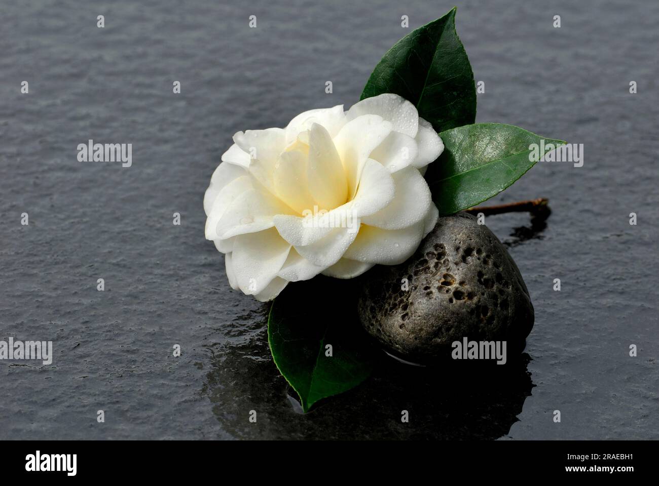 Camellia ' (Camellia japonica) Purity' and stone Stock Photo