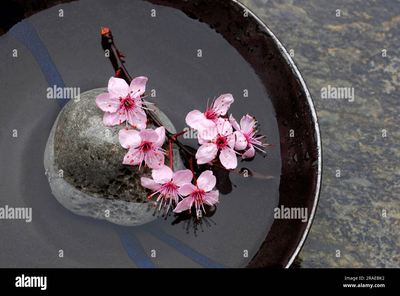 Cherry plum, flowers in shell (Prunus cerasifera, plum blossoms, blood plum Stock Photo