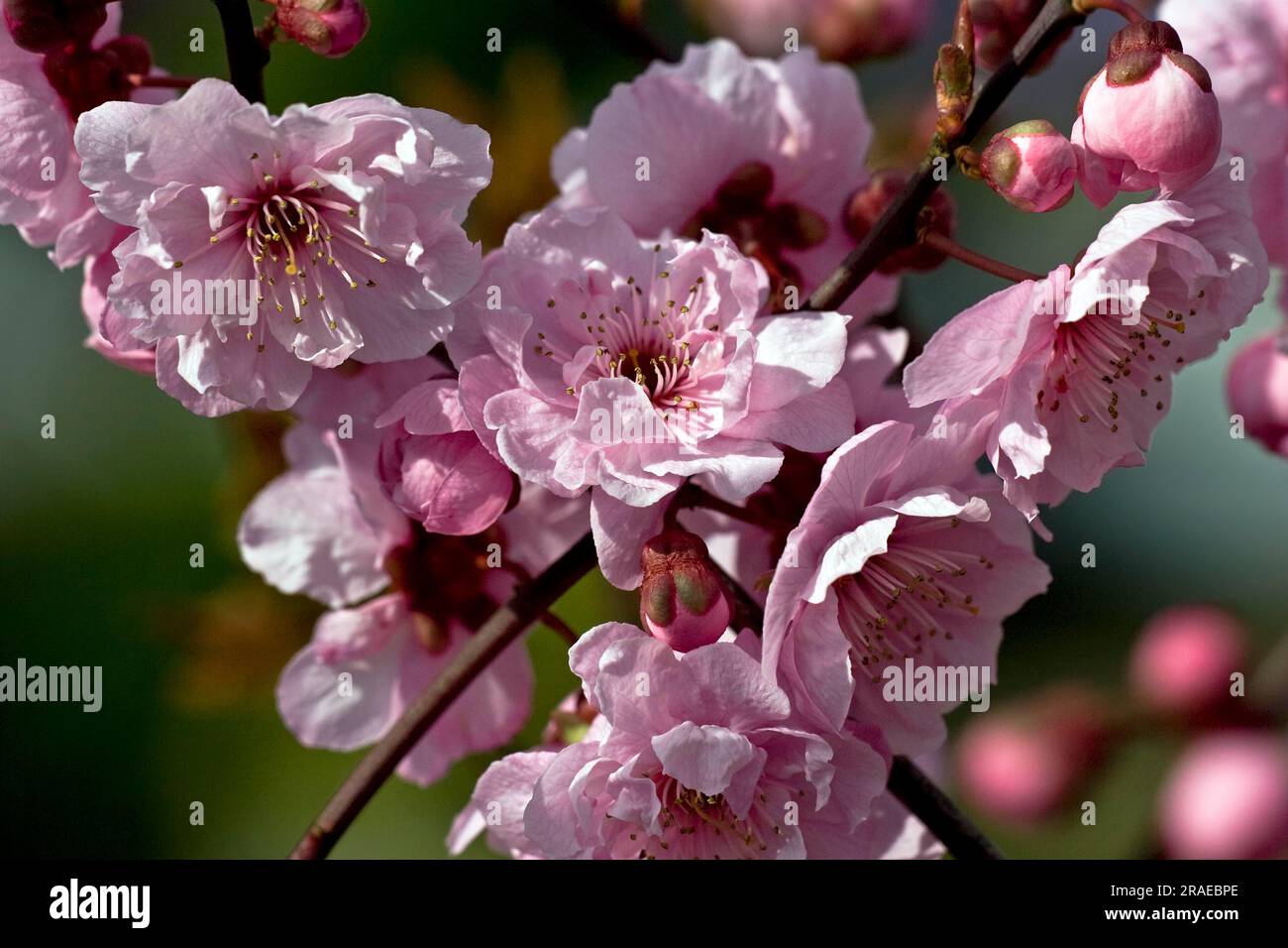 Blood plum, plum blossom, myrobolane (Prunus cerasifera) Stock Photo