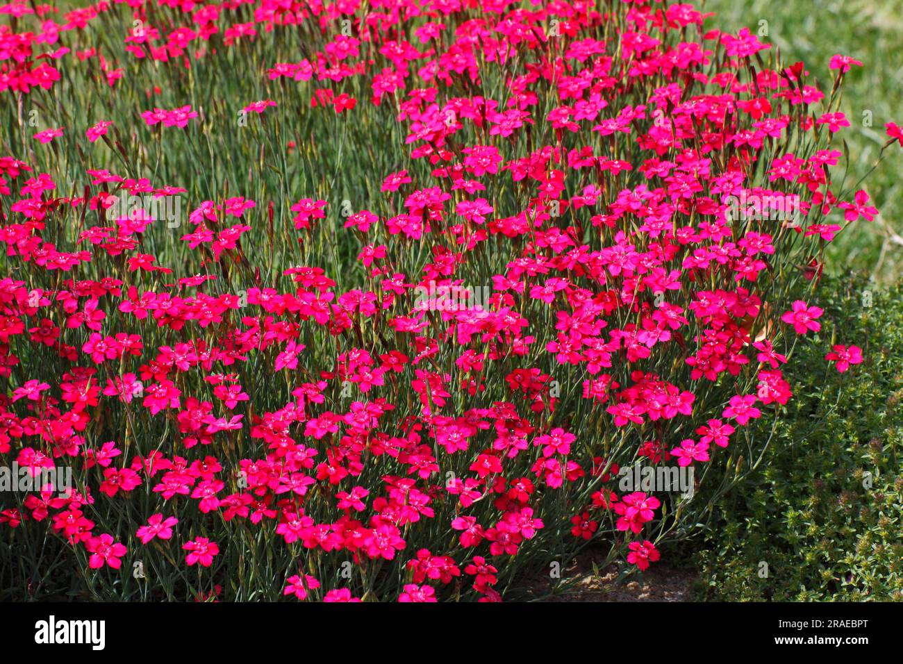 Maiden pinks (Dianthus deltoides) Stock Photo