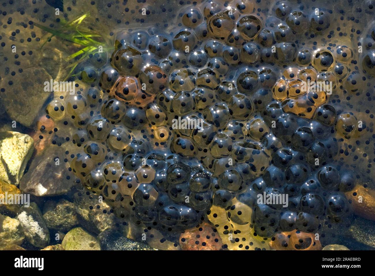 Common frog (Rana temporaria), spawn, frogspawn, Germany Stock Photo Alamy