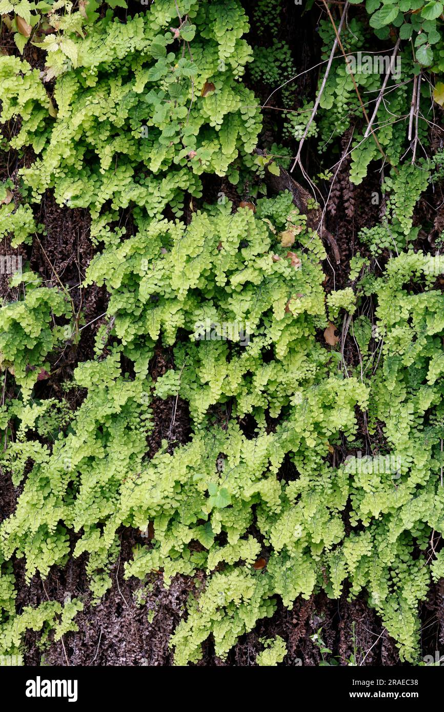 Echter farn hires stock photography and images Alamy