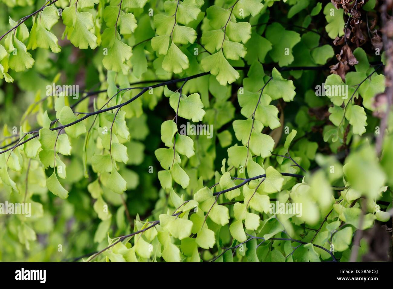 Cheveux de venus hires stock photography and images Alamy