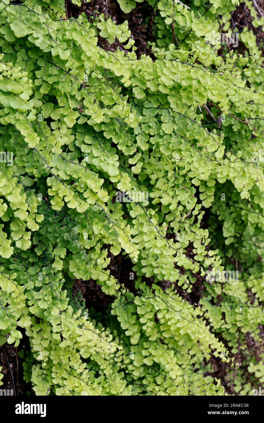 La capillaire de montpellier hires stock photography and images Alamy