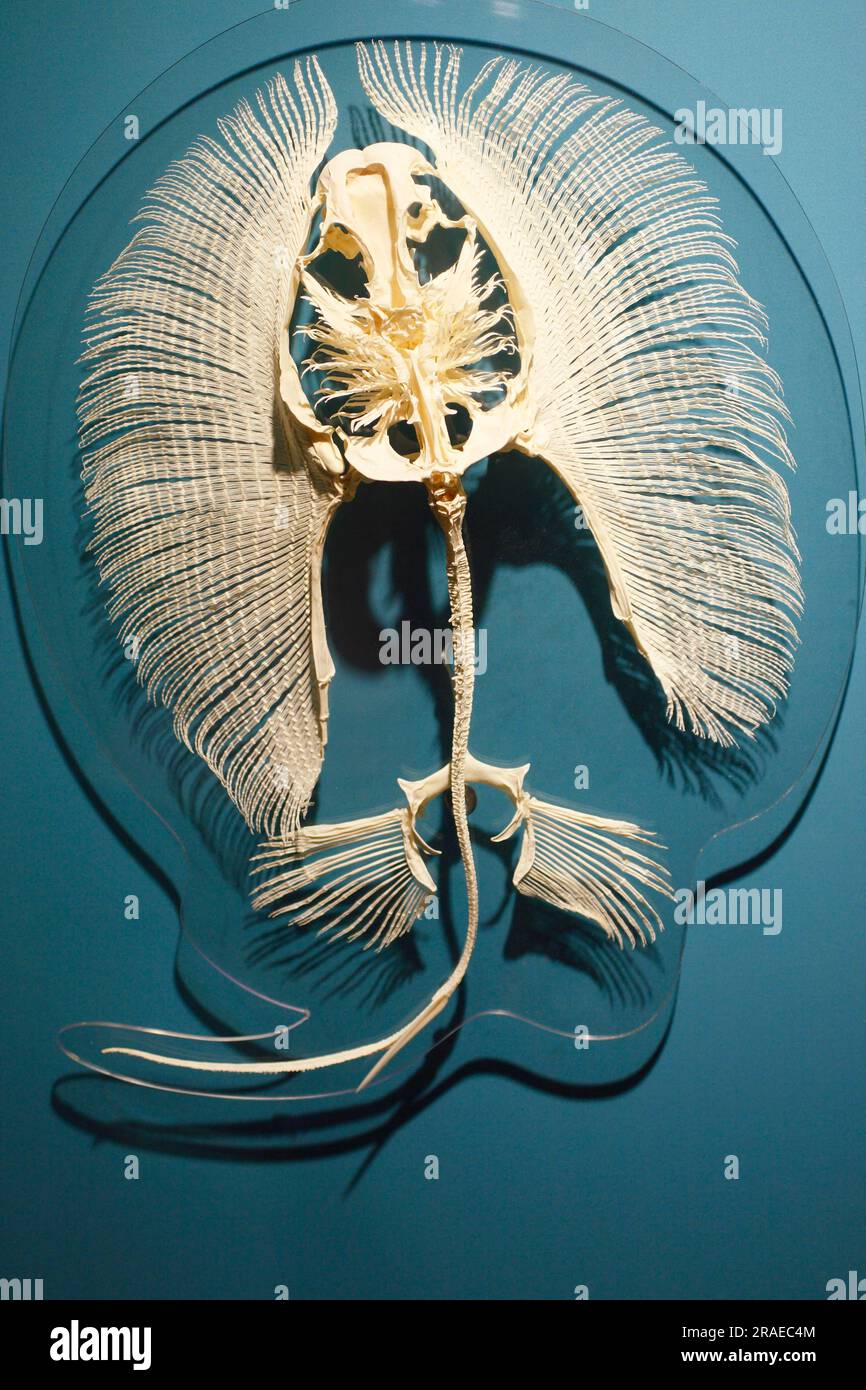 Motoro Stingray, skeleton (Potamotrygon motoro), Ocellated River Stingra, Spotted River Ray Stock Photo
