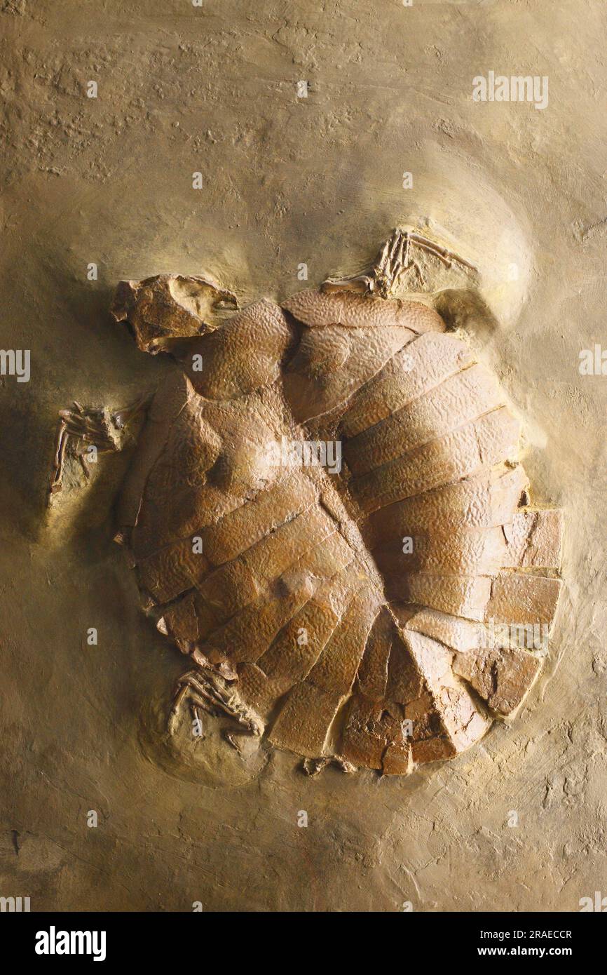 Fossil Turtle, Mine Messel, Hesse, Germany (Allaeochelys crassesculptata) Stock Photo