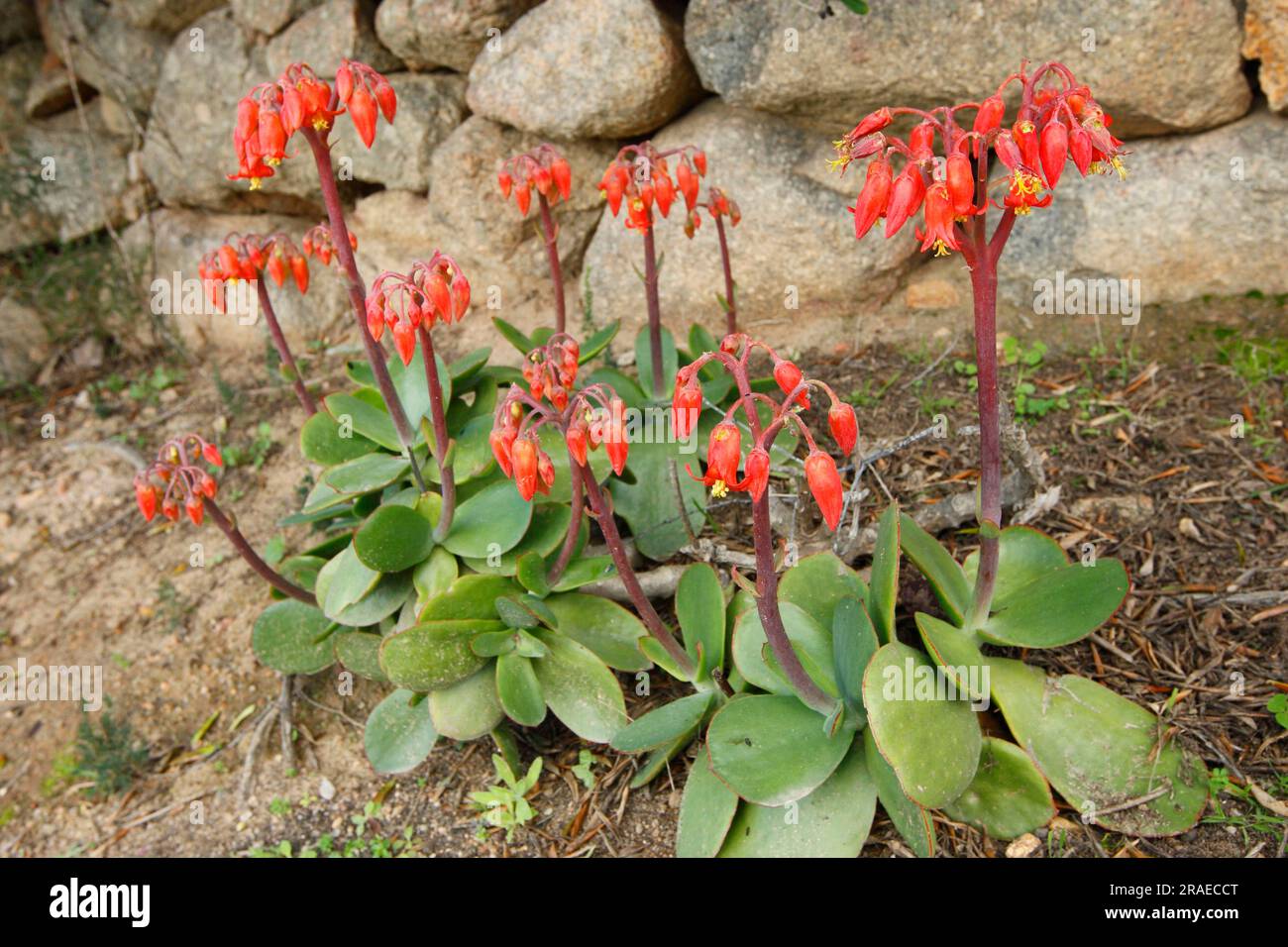 Pig's Ear (Cotyledon orbiculata), Roundleafed Navel Wort Stock Photo