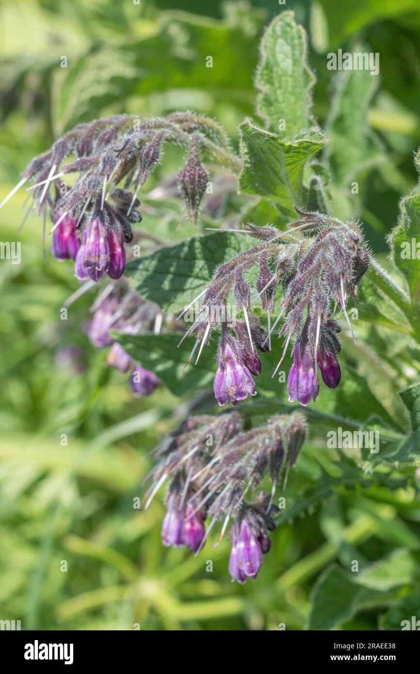 Drooping flower cluster of Comfrey / Symphytum officinale flowers on a sunny summer day. Used as a herbal / medicinal plant and known as Bone-kit. Stock Photo