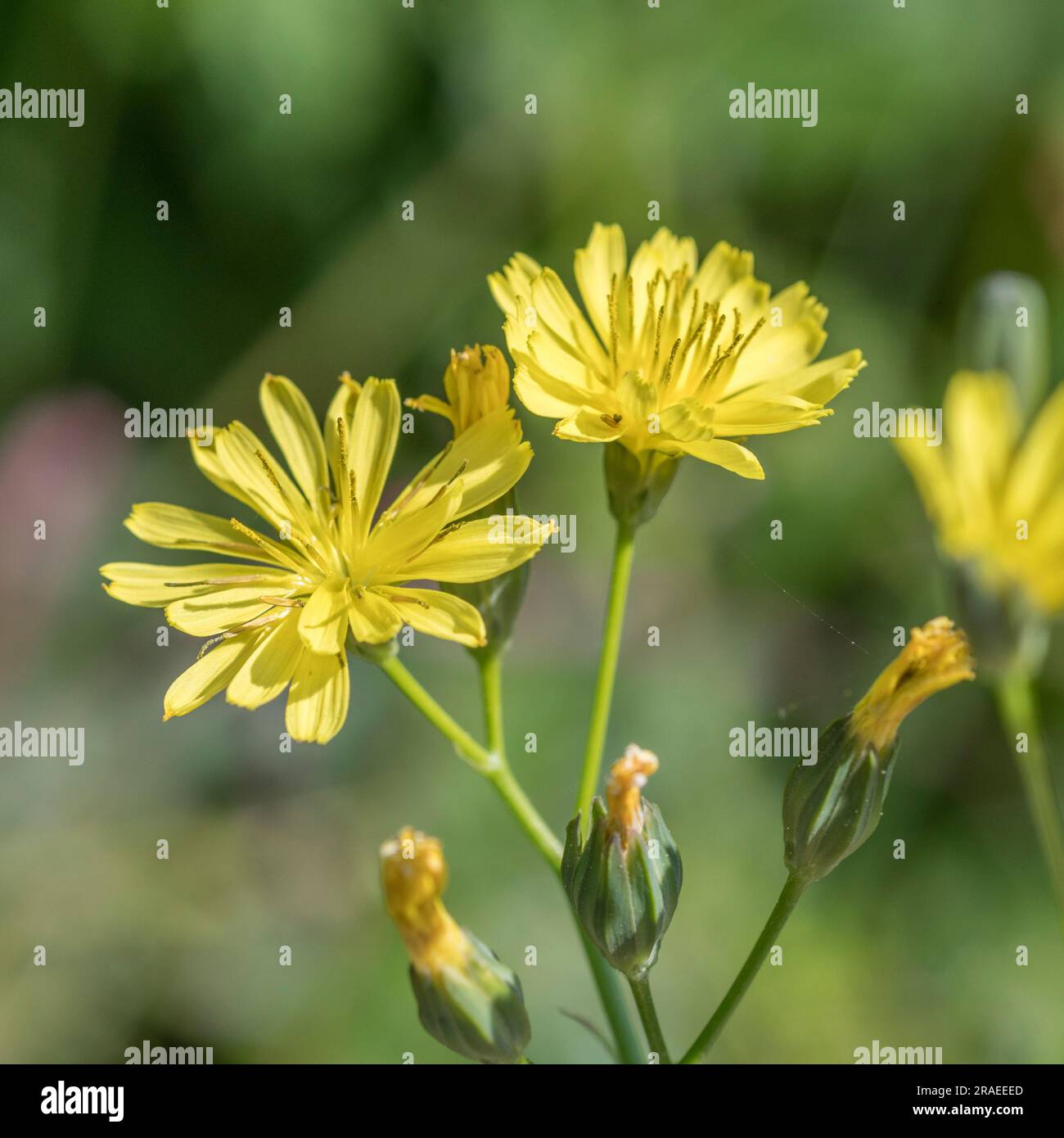 Close up shot of yellow flowers of Nipplewort / Lapsana communis in June. Formerly a medicinal plant used in herbal remedies, and leaves eaten cooked. Stock Photo