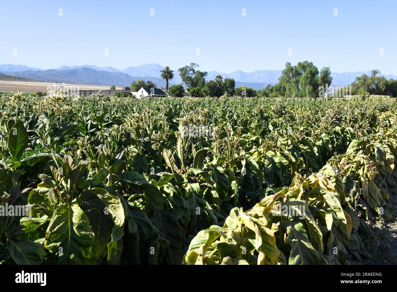 Tobacco plantation near route 62 on South Africa Stock Photo Alamy