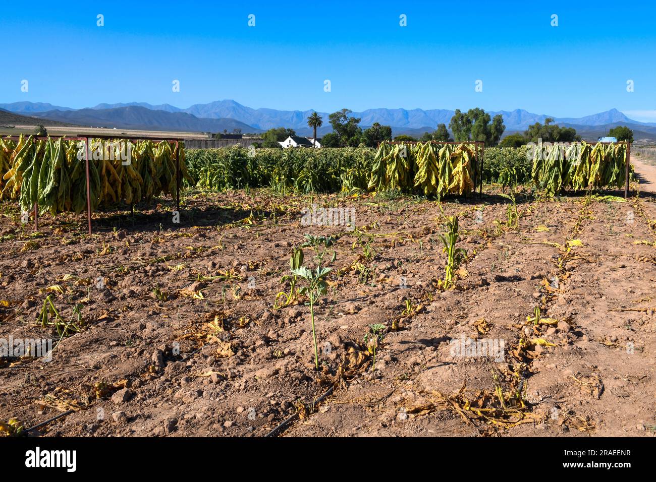 Tobacco plantation near route 62 on South Africa Stock Photo Alamy