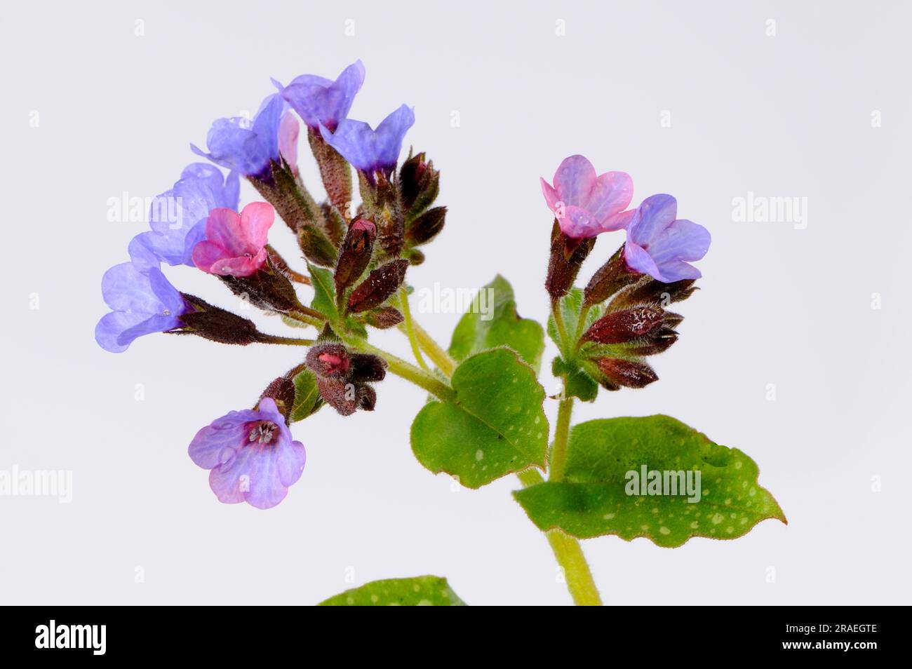 IGART Pulmonaire 500g | Arôme Délicat Et Goût Sucré