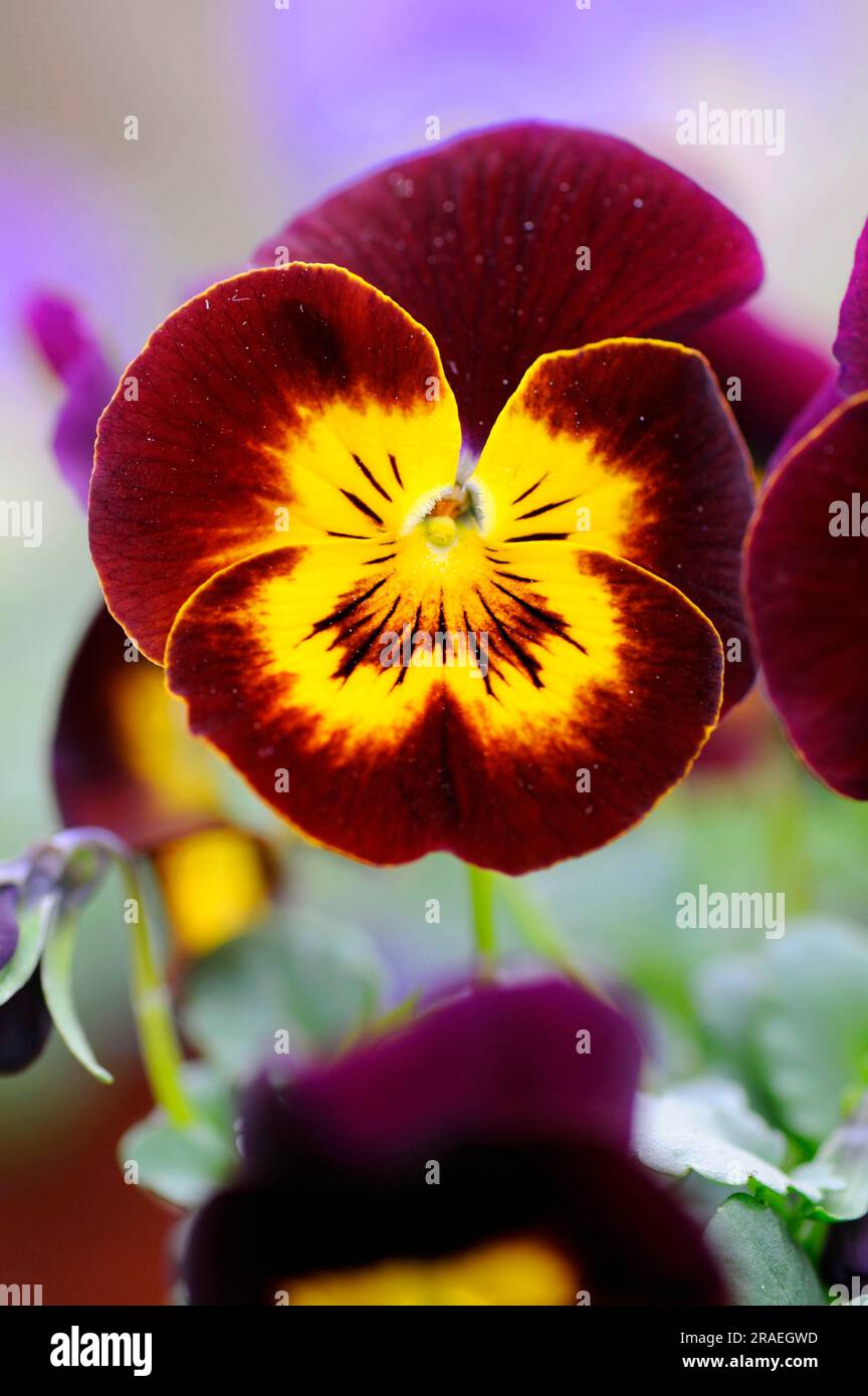 Horned violet (Viola cornuta hybrid), Pansy Stock Photo