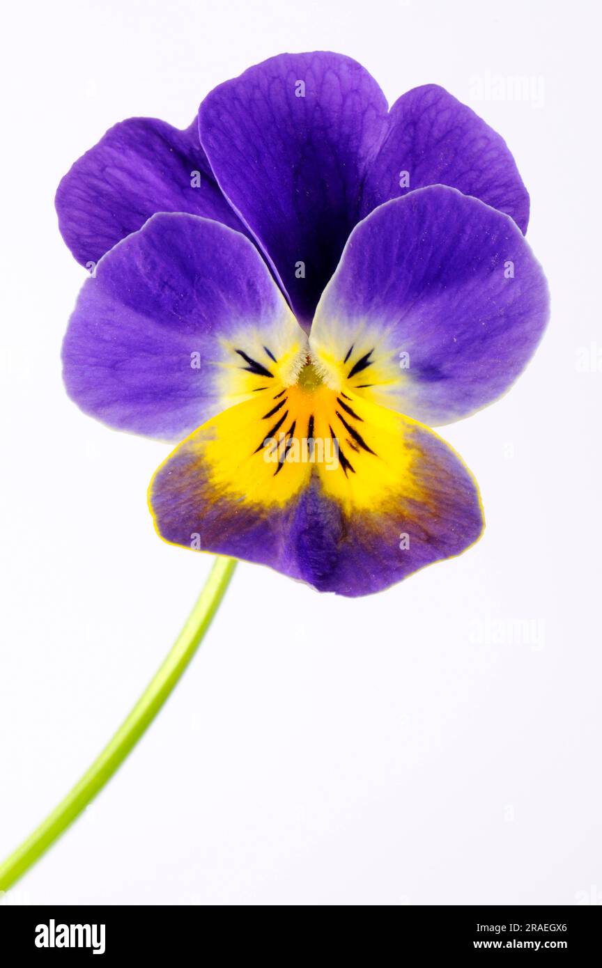Horned violet (Viola cornuta hybrid), Pansy Stock Photo