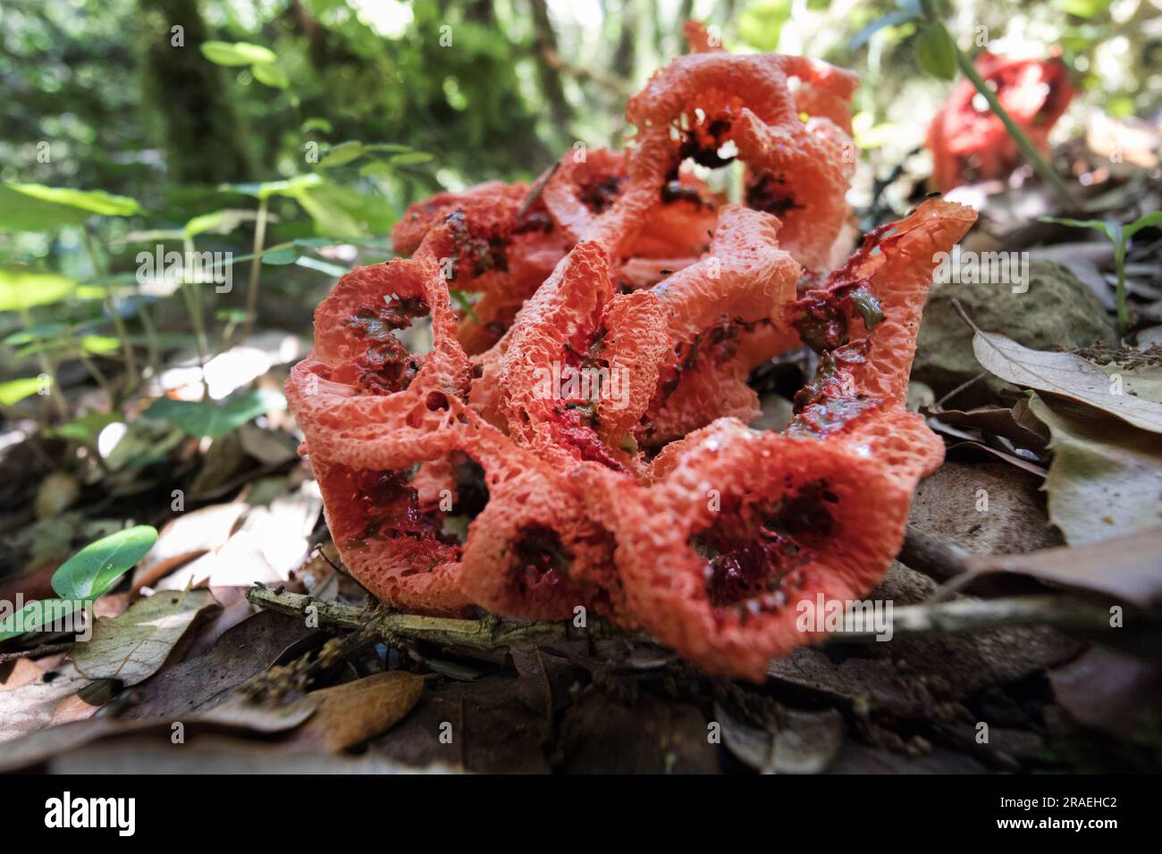 Latticed Stinkhorn Fungus (Clathrus ruber), also known as the Basket or Red Cage Fungus, Woodland Habitat, Ardeche, France Stock Photo