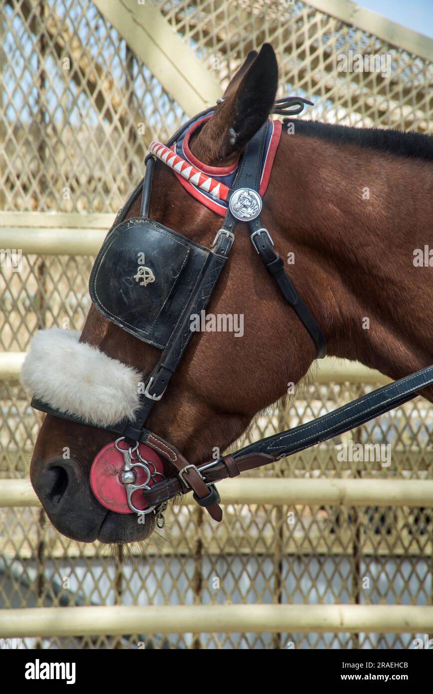The head of a horse with blinkers and sheepskin nose band in Valletta