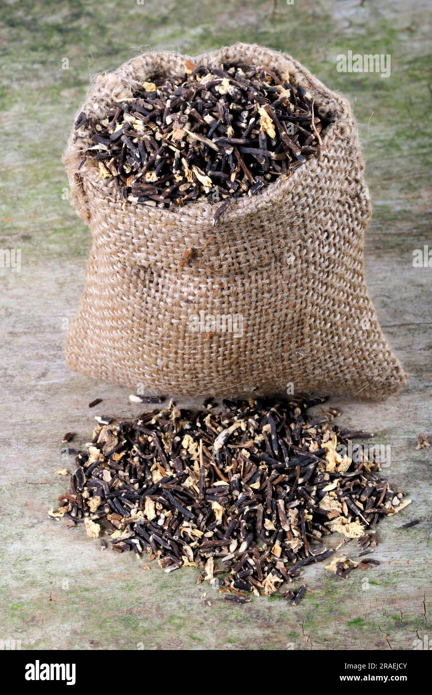 Chinese Clematis (Clematidis Radix), Wei Ling Xian Stock Photo Alamy