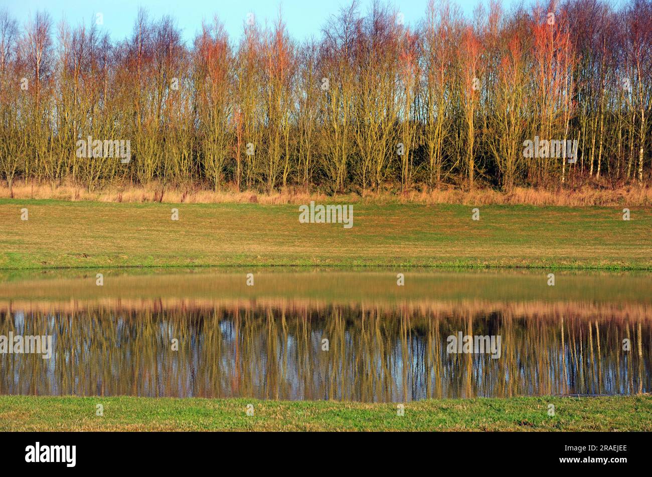A row of young trees with their image reflected in a pond Stock Photo