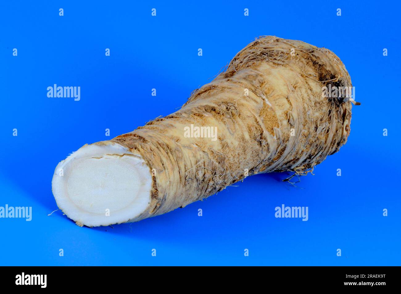 Horseradish root (Armoracia rusticana), horseradish Stock Photo Alamy