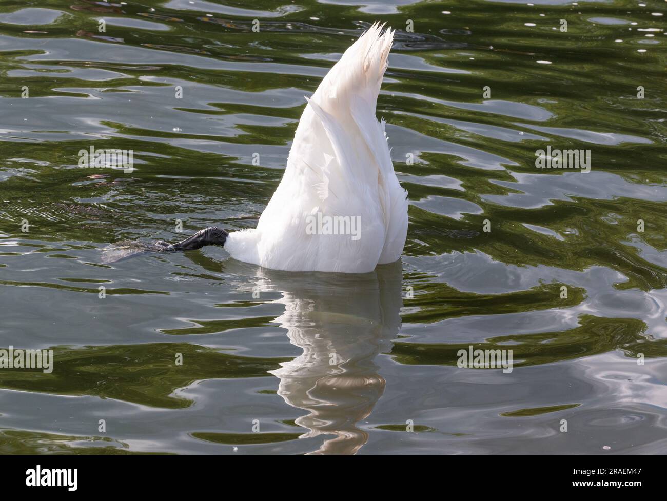 One of the Queens Mute Swan's  feeding on weed on the river bed outside the racing lane, during the regatta races at the Henley Royal Regatta Stock Photo