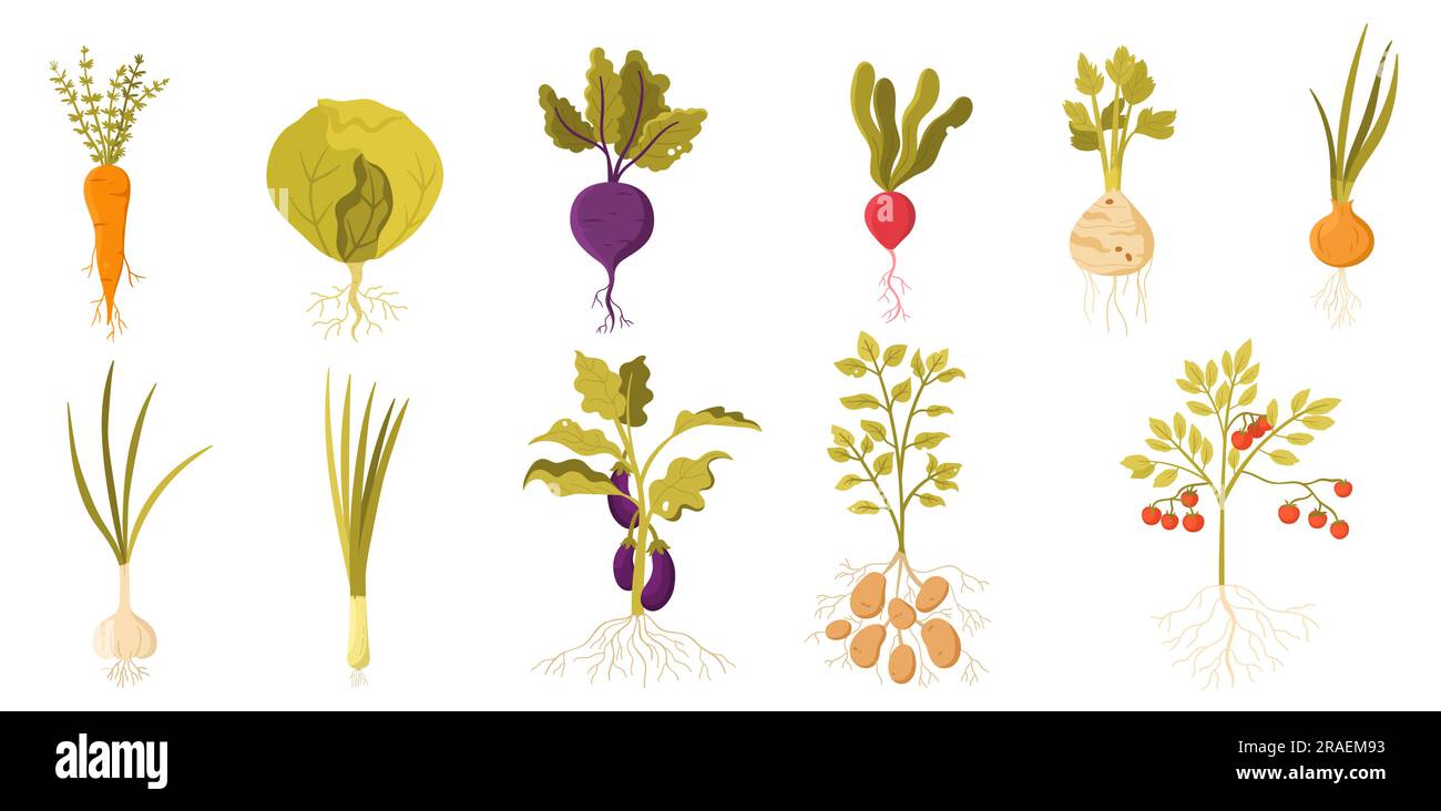 Garden vegetables with roots set vector illustration. Cartoon isolated veggies farm harvest with stem, green leaf and root collection, summer growth of fresh organic plants for farmers market Stock Vector