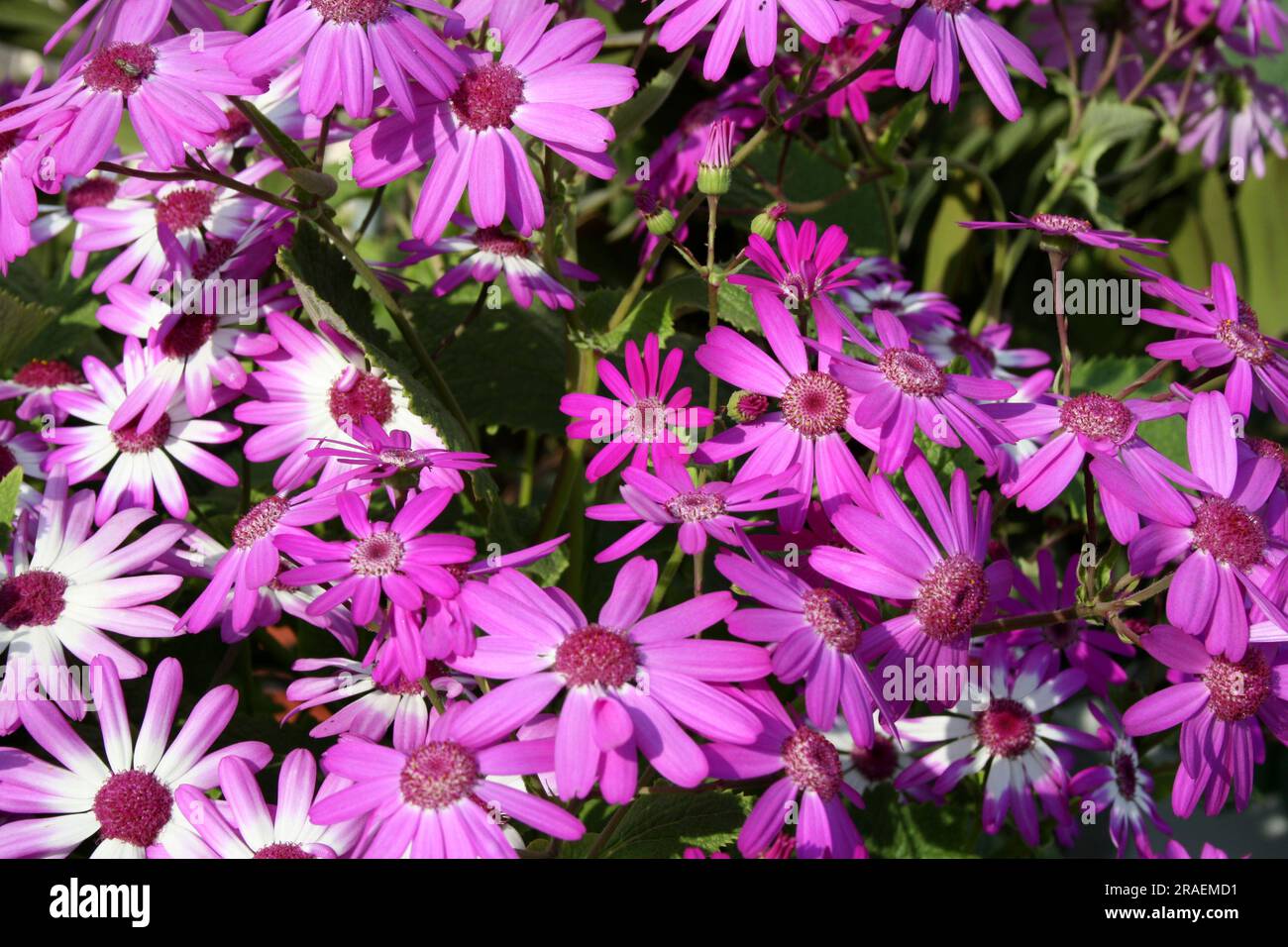 Purple cineraria (pericallis x hybrida) blossom in a garden : (pix Sanjiv Shukla) Stock Photo