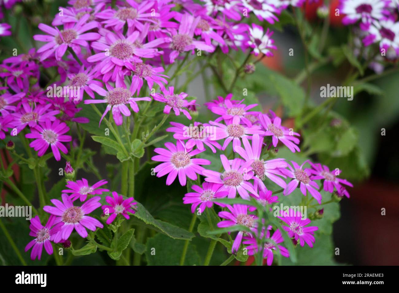 Purple cineraria (pericallis x hybrida) blossom in a garden : (pix Sanjiv Shukla) Stock Photo