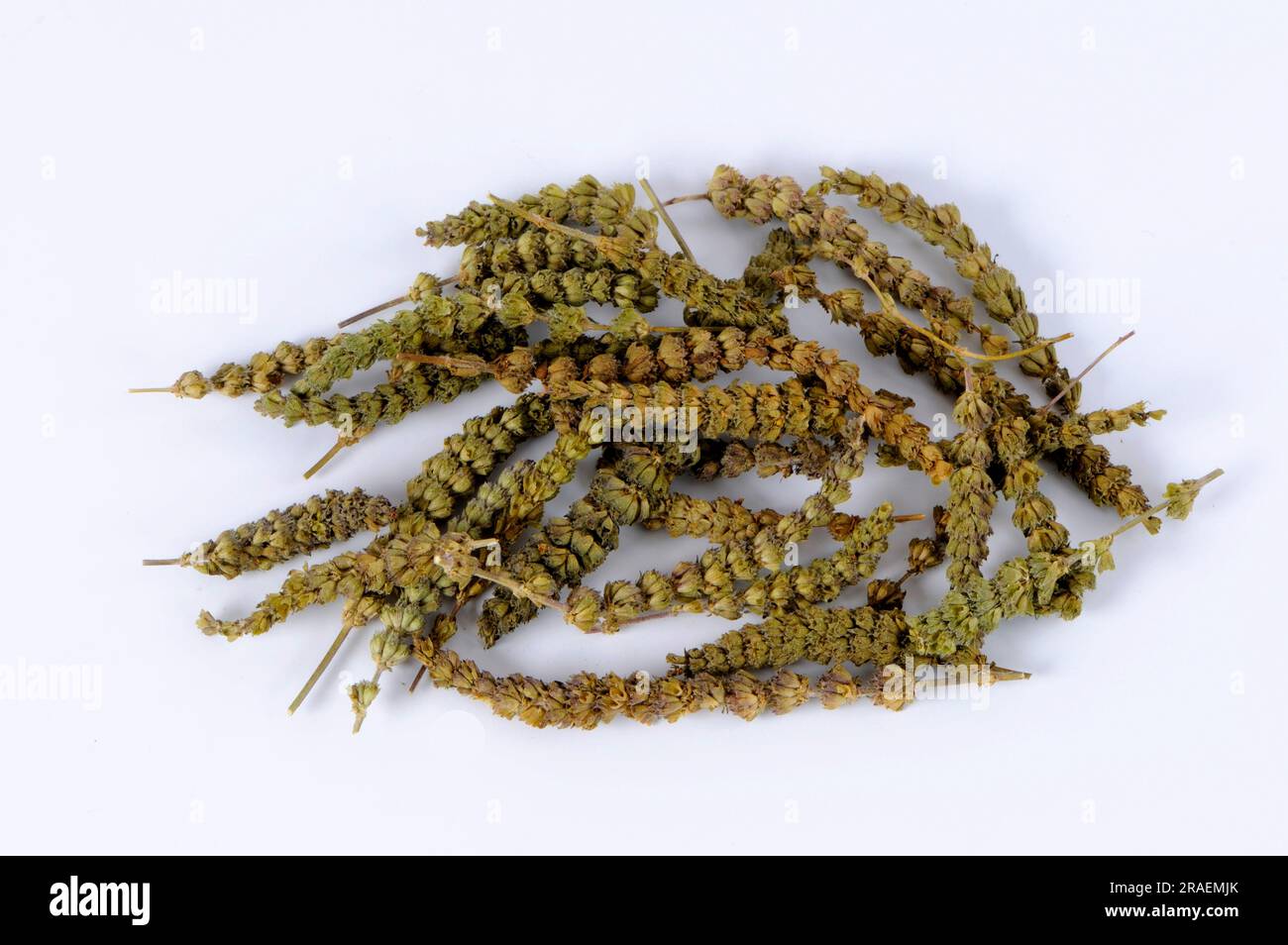 Fine-leaved Schizonepeta (Schizonepeta herb), Jing Jie Stock Photo - Alamy