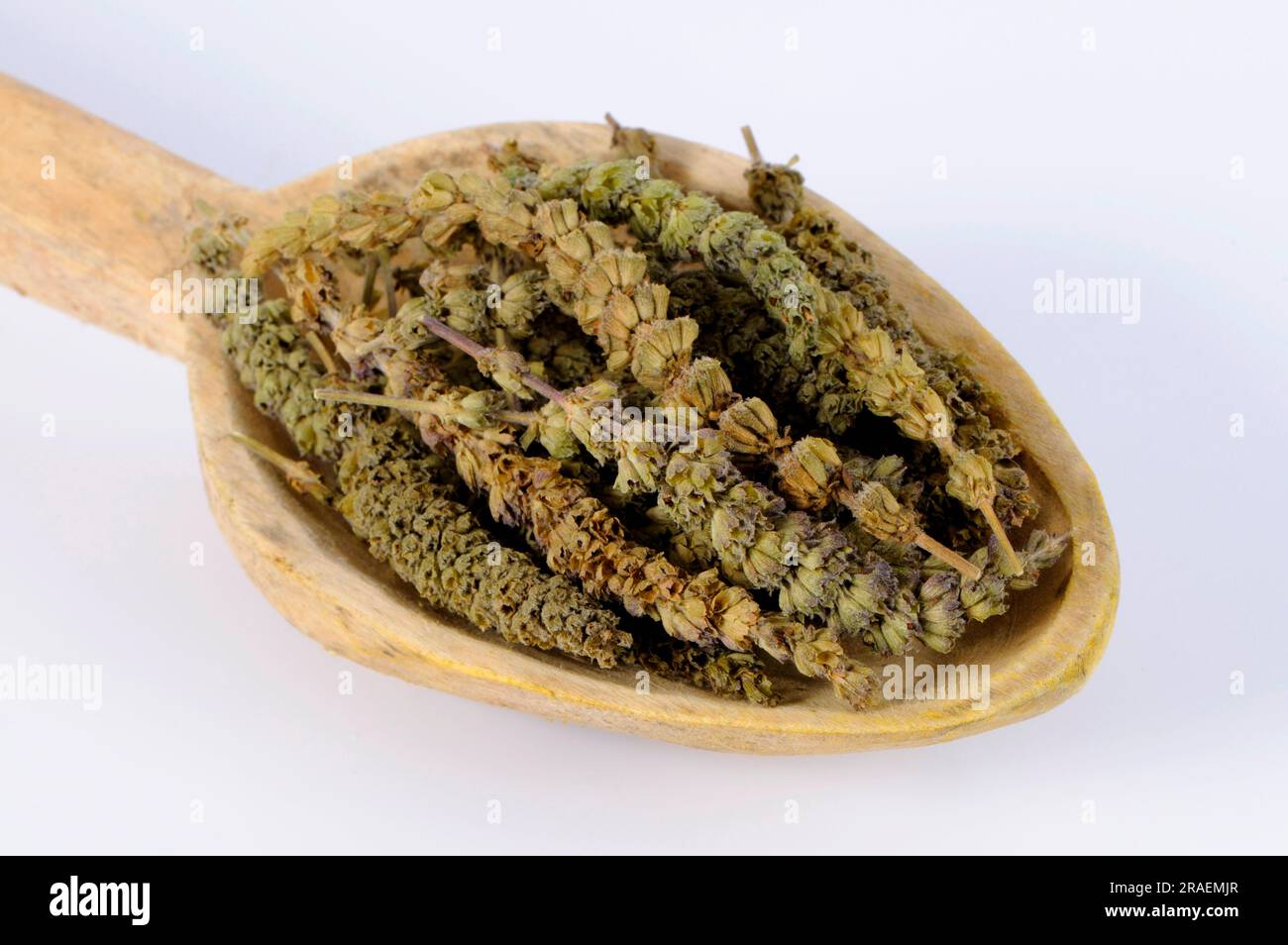 Fineleaved Schizonepeta (Schizonepeta herb), Jing Jie Stock Photo Alamy