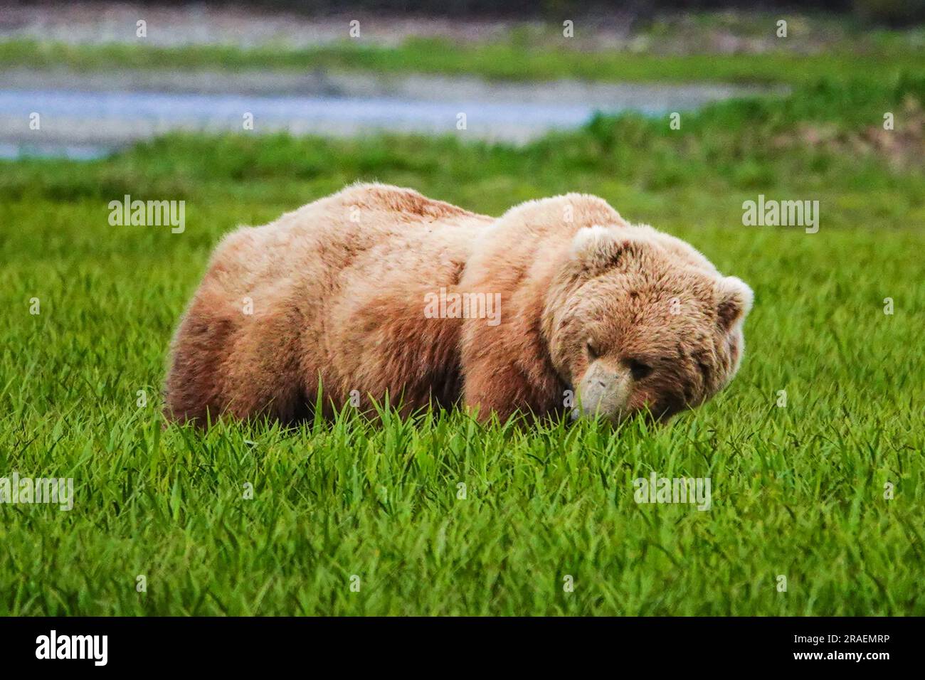 An adult brown bear forages on high-protein sedge grass at the remote McNeil River Wildlife Refuge, June 18, 2023 on the Katmai Peninsula, Alaska. The remote site is accessed only with a special permit and contains the world’s largest seasonal population of brown bears. Stock Photo