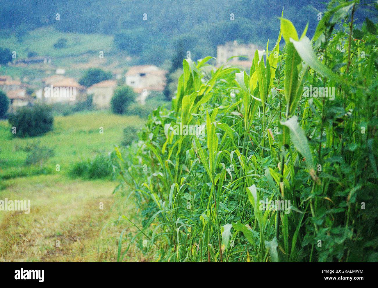 Corn field. Tresgrandas, Asturias, Spain Stock Photo Alamy