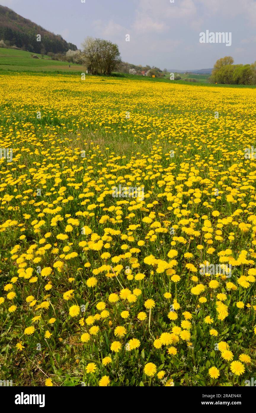 Pasture meadow dandelion taraxacum hi-res stock photography and images ...