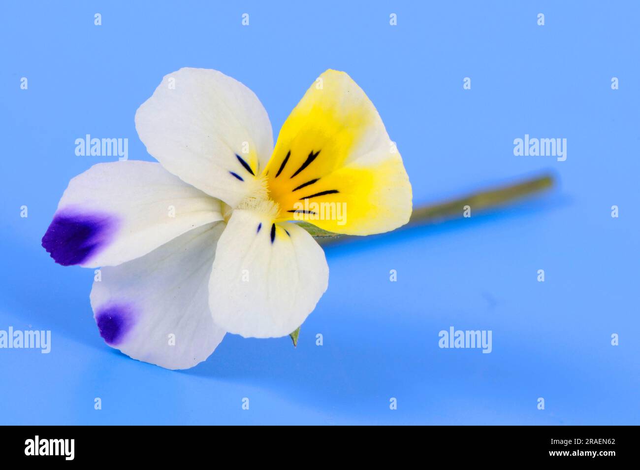 Field pansy (Viola arvensis Stock Photo - Alamy