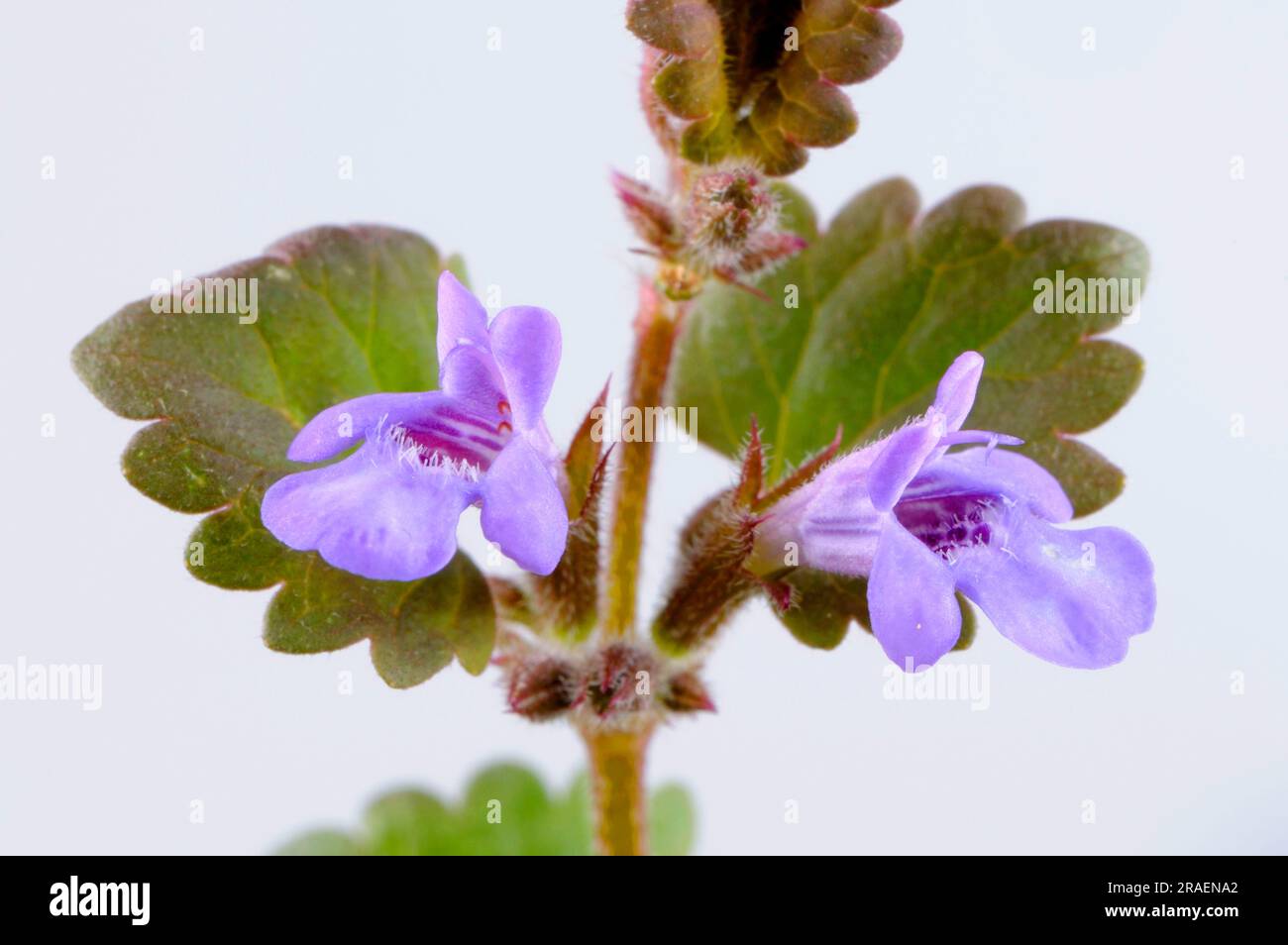 Ground Ivy Glechoma Hederacea Ground Ivy Glechoma Hederacea