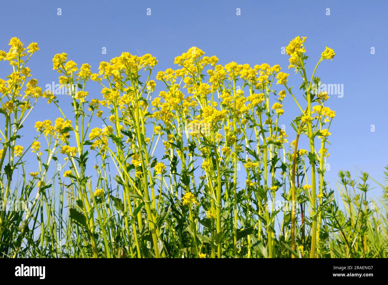 Yellow Rocketcress (Barbarea vulgaris), true barbara herb, true winter cress Stock Photo