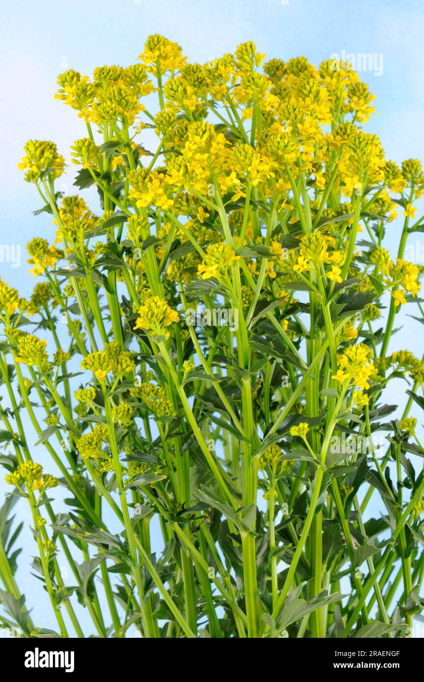 Yellow Rocketcress (Barbarea vulgaris), true barbara herb, true winter cress Stock Photo