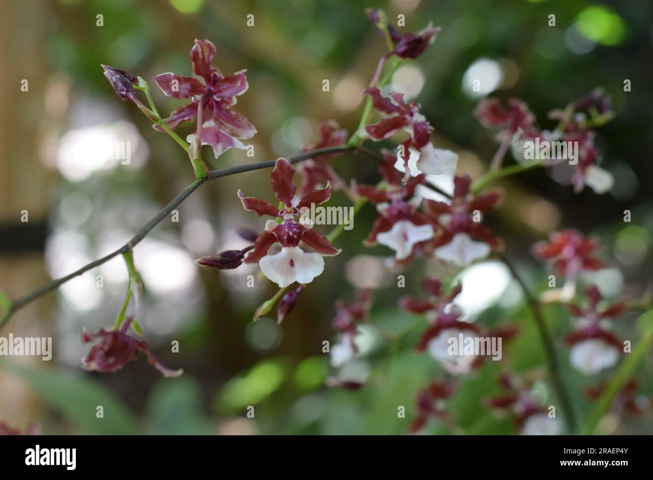 Colorful flowers smelling like chocolate Stock Photo Alamy