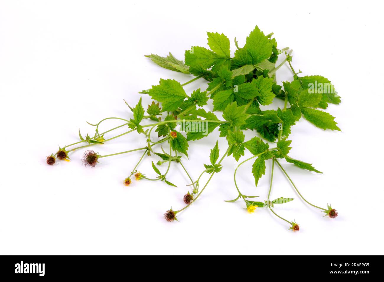 Wood avens (Geum urbanum), Benedicte root, buschnelk root, Hail to all ...