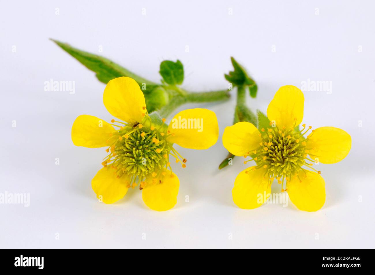Wood avens (Geum urbanum), Benedicte root, buschnelk root, Hail to all the world, man's strength root, Marz root, wall clove root, nail root, Narden Stock Photo