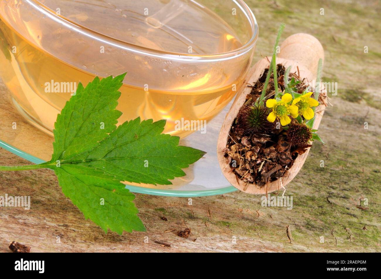 Cup of real clove root tea (Geum urbanum), benedicte root, buschnelk root, all the world's salvation, man's strength root, march root, wall clove Stock Photo