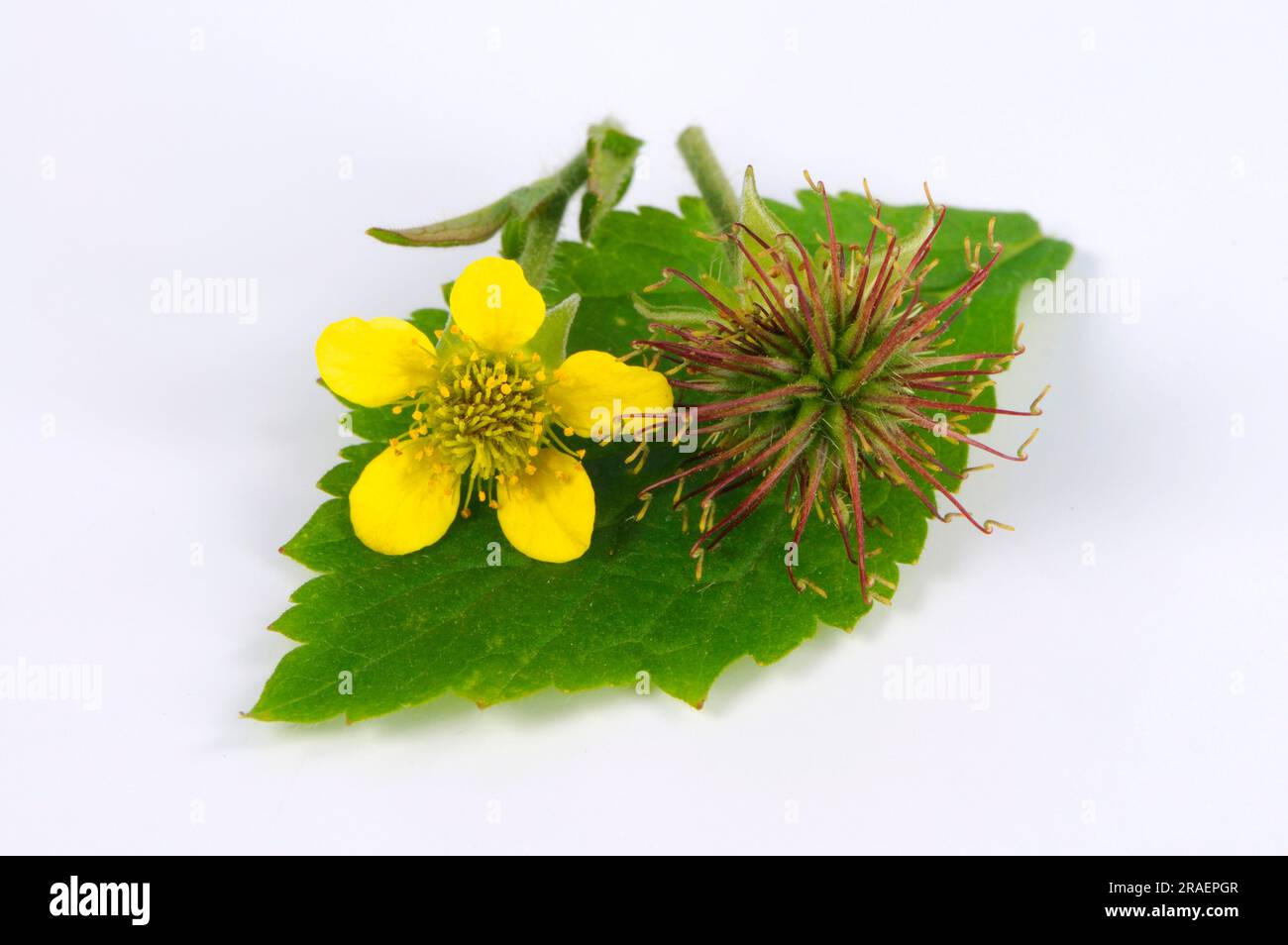 Wood avens (Geum urbanum), Benedicte root, buschnelk root, Hail to all the world, man's strength root, Marz root, wall clove root, nail root, Narden Stock Photo