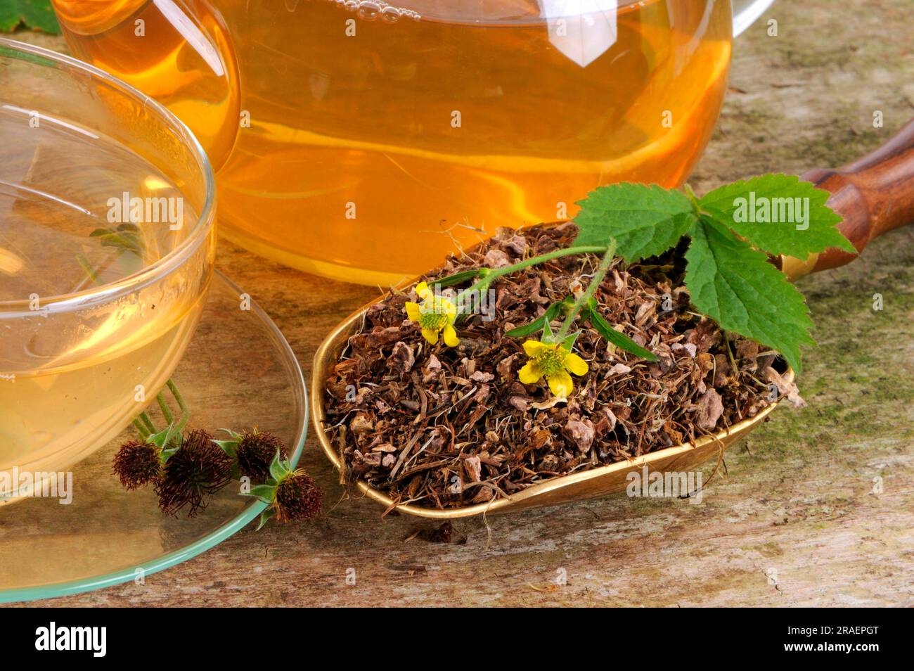 Cup of real clove root tea (Geum urbanum), benedicte root, buschnelk root, all the world's salvation, man's strength root, march root, wall clove Stock Photo