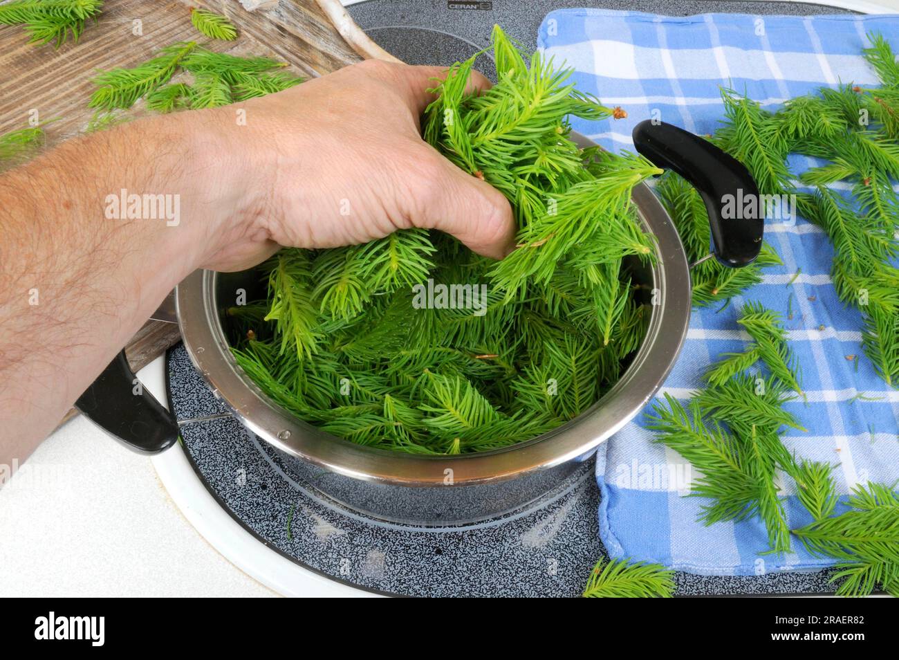 Production of spruce tip syrup (Picea abies), spruce tip syrup Stock Photo