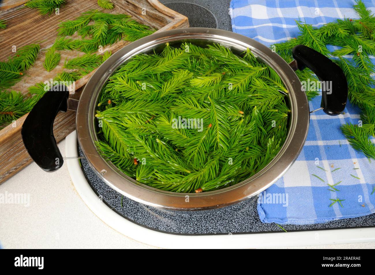 Production of spruce tip syrup (Picea abies), spruce tip syrup Stock Photo